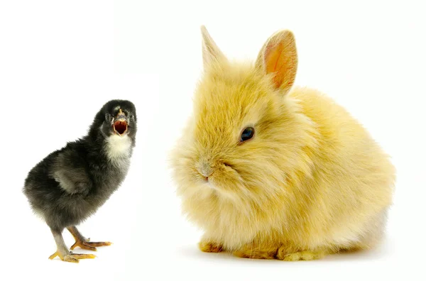 ウサギやひよこ — ストック写真