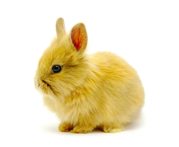 Tavşan — Stok fotoğraf
