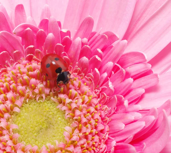 Ladybug на цветок — стоковое фото