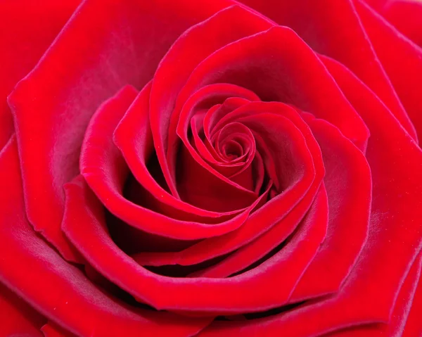 Virágos-Rózsa — Stock Fotó