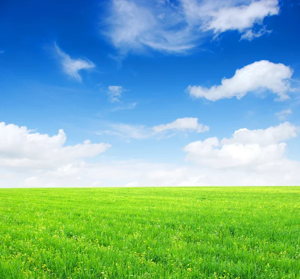Fält och blå himmel — Stockfoto