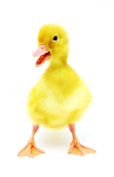 Pato amarelo — Fotografia de Stock