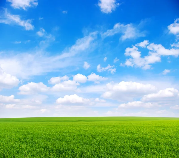 Fältet och vita moln — Stockfoto
