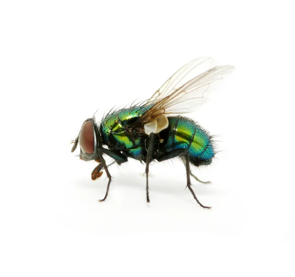 Yeşil sinek — Stok fotoğraf