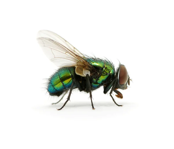 Зелені мухи — стокове фото