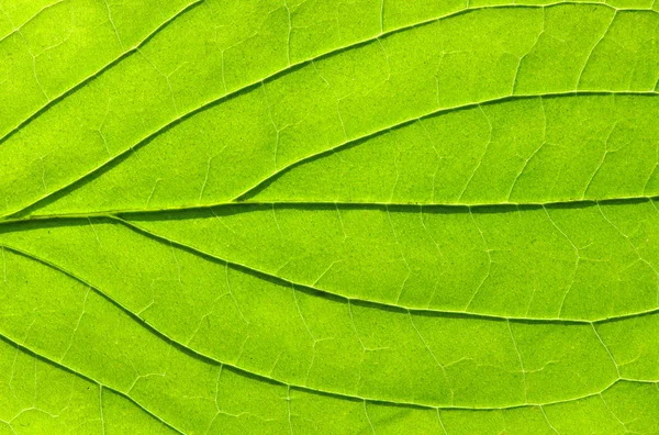Texture des feuilles — Photo