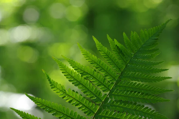 Stock image Green leaves