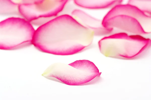 Rosa pétalos —  Fotos de Stock