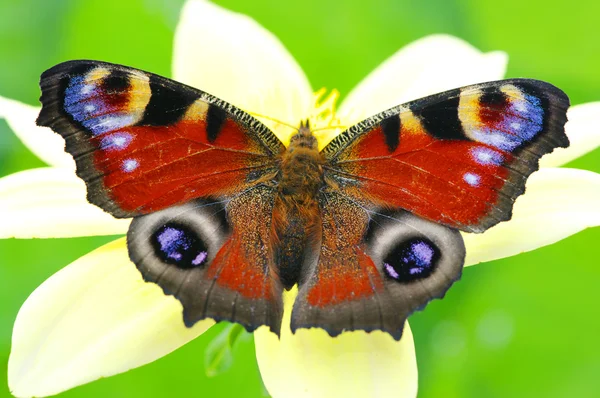 Färgglad fjäril — Stockfoto