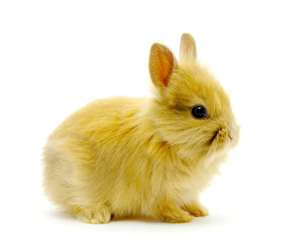 Brown rabbit — Stock Photo, Image