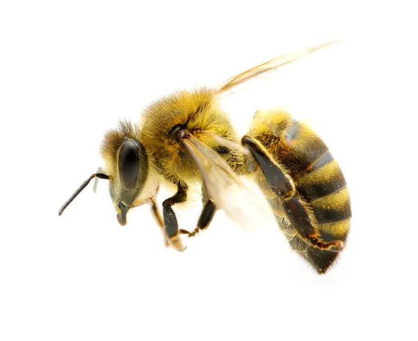 Μέλισσα σε λευκό Royalty Free Φωτογραφίες Αρχείου