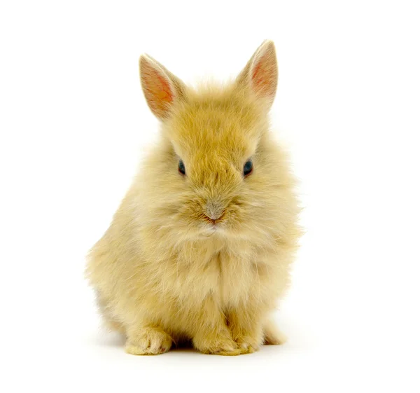 Conejo —  Fotos de Stock