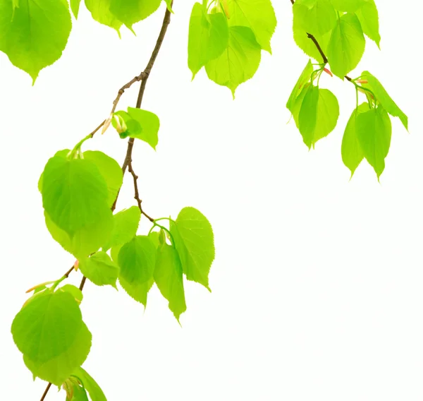 stock image Leaf on a white