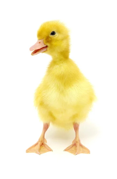 Pato amarillo —  Fotos de Stock