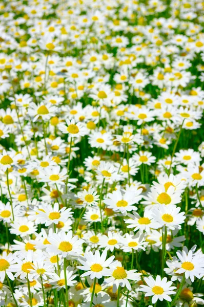 White chamomiles — Stock Photo, Image