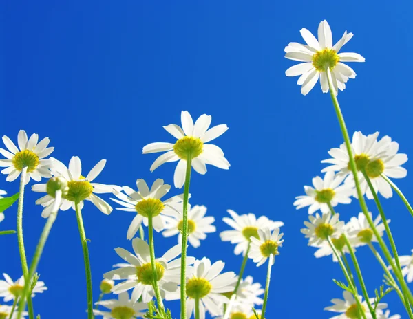 Daisies on blue sky — Stock Photo, Image