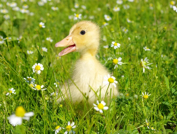 Duck in the grass — Stock Photo, Image