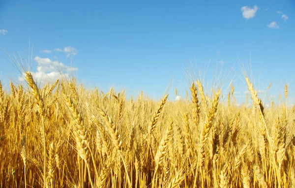 Wheat on sky — Stock Photo, Image