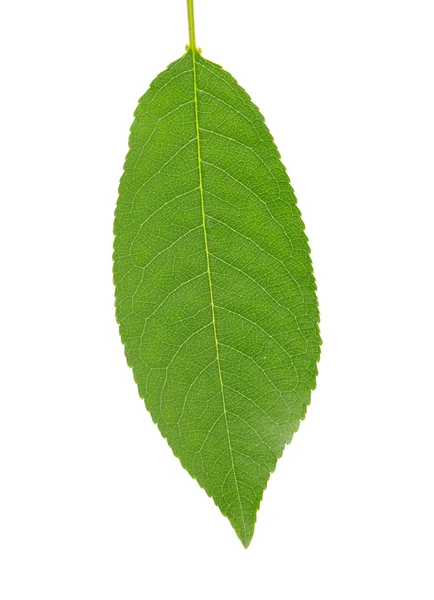 흰색에 잎 — 스톡 사진