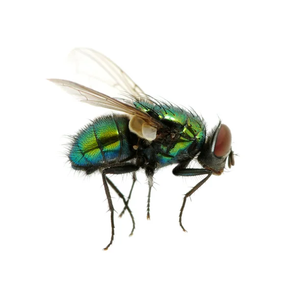 Green fly — Stock Photo, Image