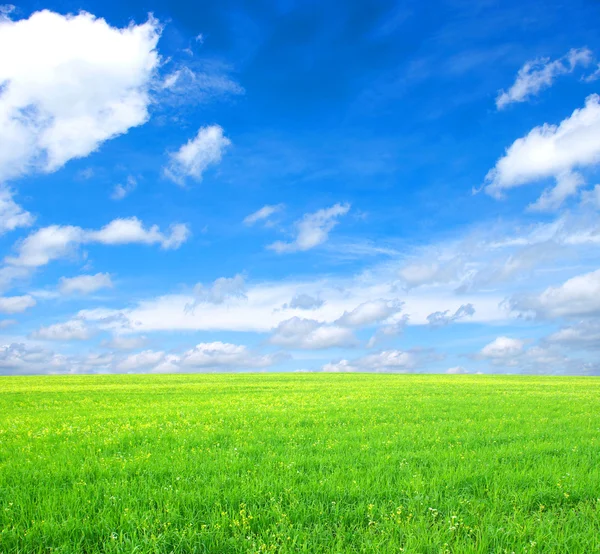 Veld en witte wolken — Stockfoto