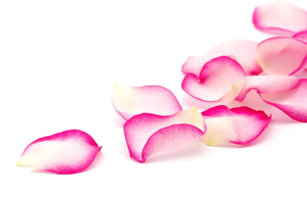 粉色玫瑰花瓣 图库图片