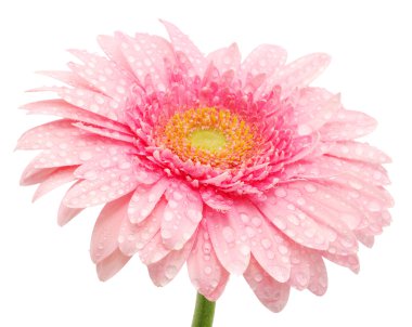 pembe gerbera