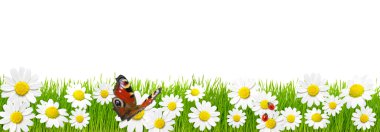 Green grass and chamomiles clipart