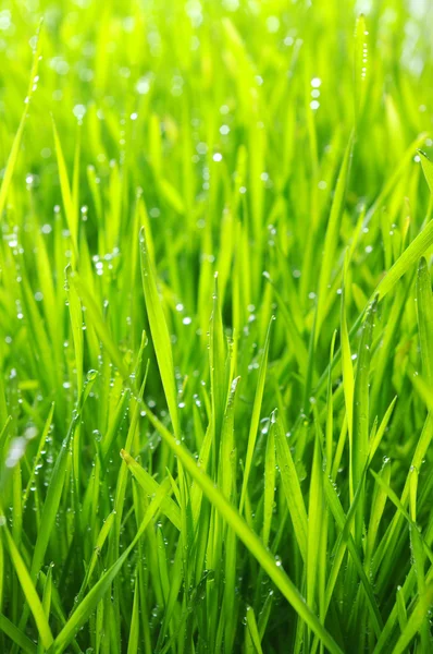 Grön gräsmatta — Stockfoto