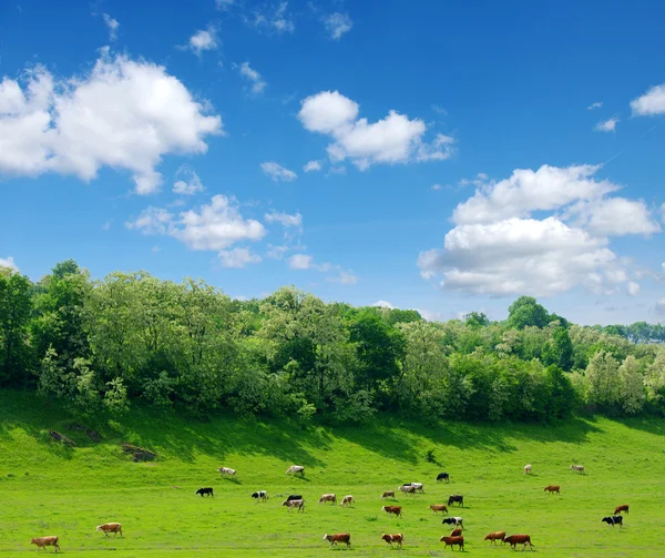 stock image Cows in field