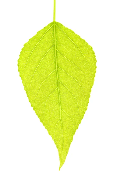 Leaf on a white — Stock Photo, Image
