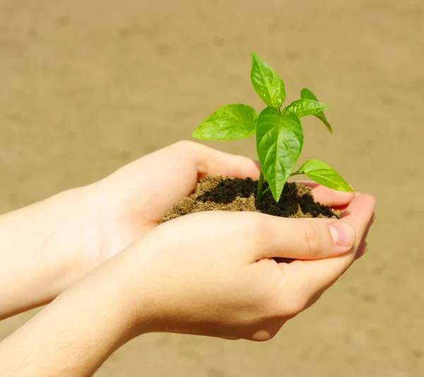 Yeşil bitki yetiştirme — Stok fotoğraf