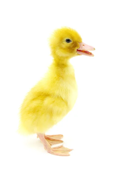 Yellow duck — Stock Photo, Image