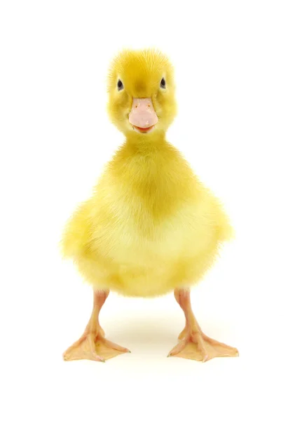 Sárga kacsa — Stock Fotó