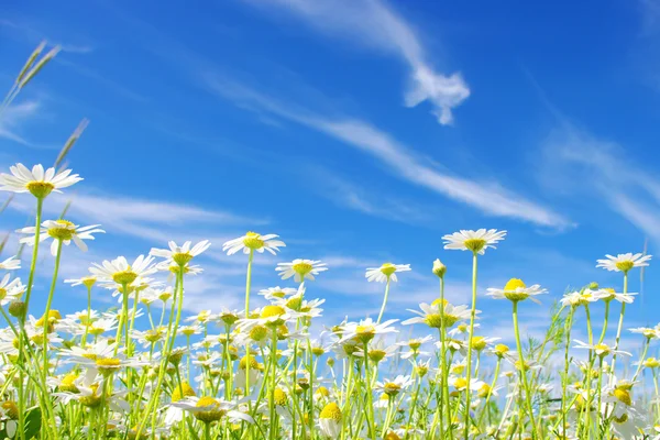 Stock image White daisies