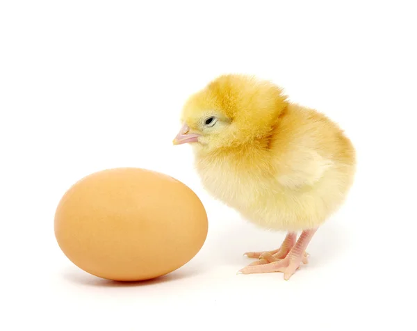 Kurczaka i jaj — Zdjęcie stockowe