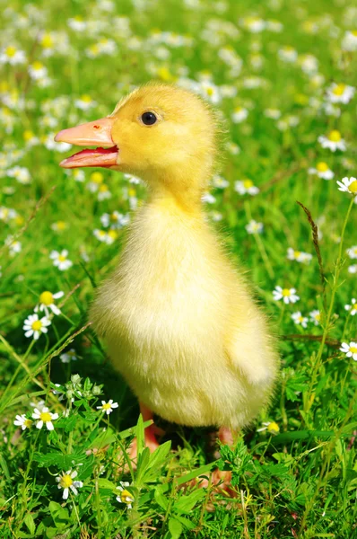 Pato en la hierba —  Fotos de Stock