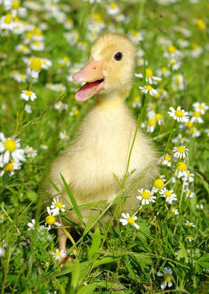 Pato na grama — Fotografia de Stock