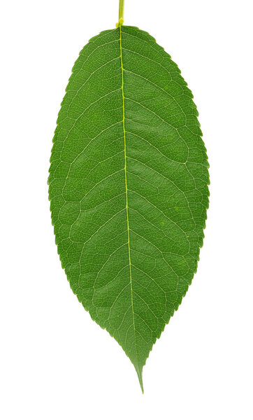 Leaf on a white