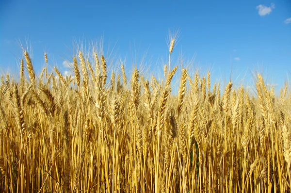 Пшеница на небе — стоковое фото