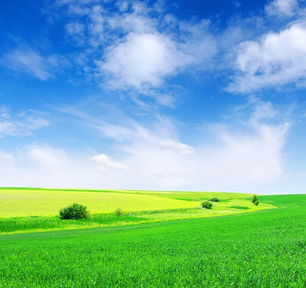 stock image Field and white clouds