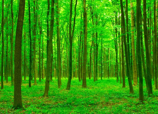 Bäume im Wald — Stockfoto