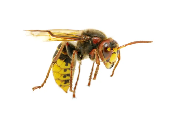 Ataques de vespas — Fotografia de Stock