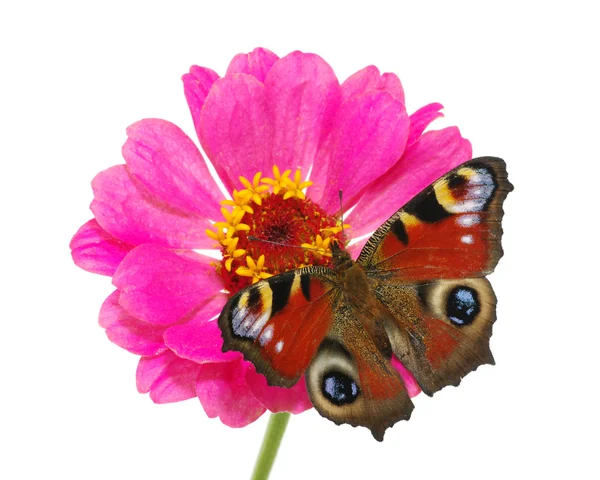 Papillon et fleur — Photo