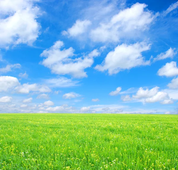 Feld und weiße Wolken — Stockfoto