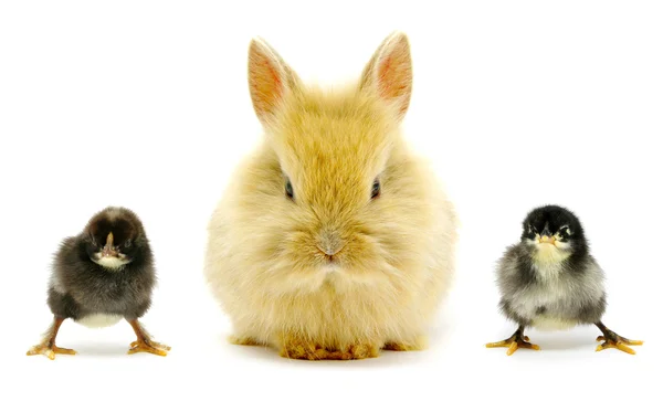 Rabbit and chick — Stock Photo, Image