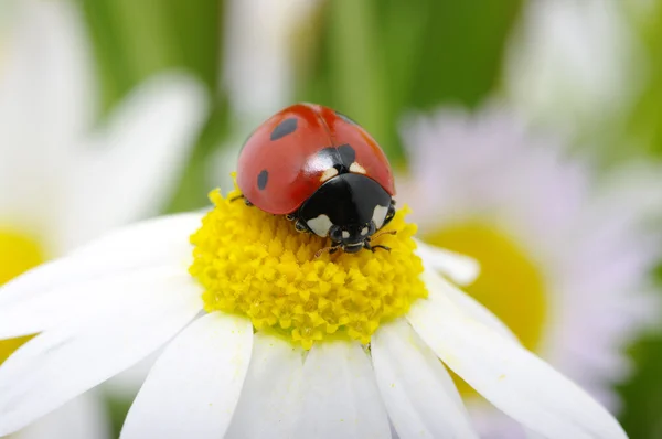 Ladybug Stock Picture