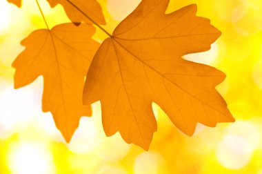 Sonbahar Yaprakları