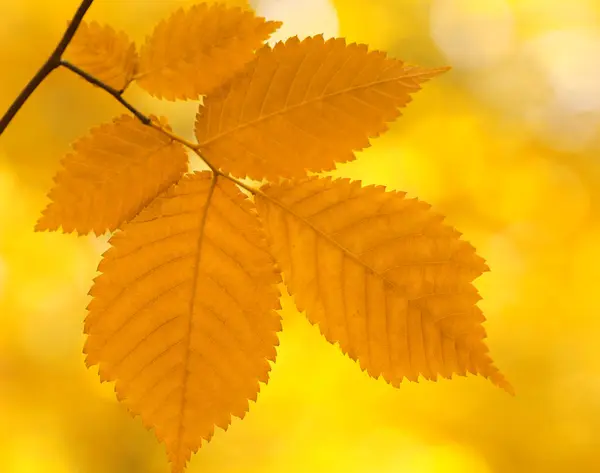 stock image Autumn leaves