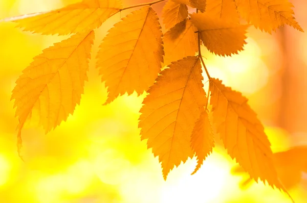 stock image Autumn leaves